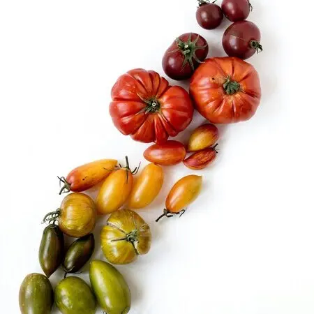 ma-micronutrition-illustration (8)